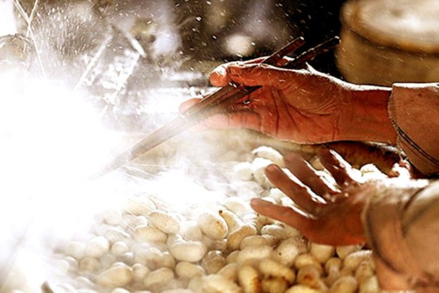 Để ươm tơ, đầu tiên thả kén vào nồi nước sôi Để ươm tơ, đầu tiên thả kén vào nồi nước sôi