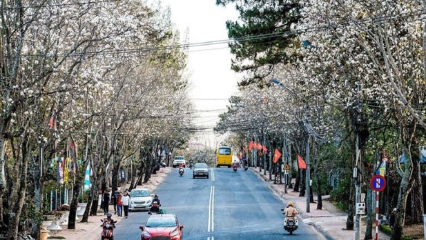 Hoa ban nét đẹp tinh khôi của núi rừng Tây Bắc Hoa ban nét đẹp tinh khôi của núi rừng Tây Bắc