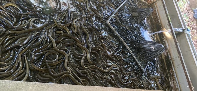 Lươn nuôi trong bể xi măng của anh Trúc sinh trưởng tốt, tỷ lệ sống đạt 90%, sau 6 tháng nuôi trọng lượng trung bình đạt 9 - 10 con/kg. Lươn nuôi trong bể xi măng của anh Trúc sinh trưởng tốt, tỷ lệ sống đạt 90%, sau 6 tháng nuôi trọng lượng trung bình đạt 9 - 10 con/kg.