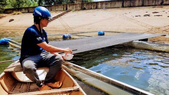 Mô hình nuôi cá thác lác cườm của anh Nguyễn Ngọc Minh ở khu phố Ngọc Sơn Bắc, phường Hoài Thanh Tây (thị xã Hoài Nhơn, Bình Định) Mô hình nuôi cá thác lác cườm của anh Nguyễn Ngọc Minh ở khu phố Ngọc Sơn Bắc, phường Hoài Thanh Tây (thị xã Hoài Nhơn, Bình Định)