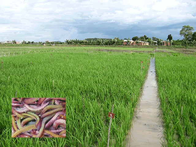 âng cao trình độ nghiên cứu, ứng dụng và chuyển giao khoa học công nghệ trong nông nghiệp, nông thôn là một nhiệm vụ quan trọng 