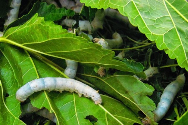 Nghề nuôi tằm quê tôi Nghề nuôi tằm quê tôi