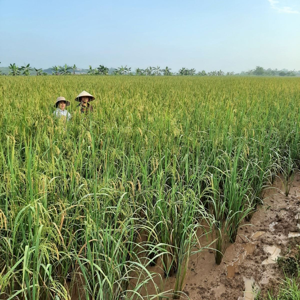 Mô hình lúa hữu cơ trên diện tích khai thác rươi