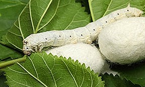 Nghề nuôi tằm quê tôi