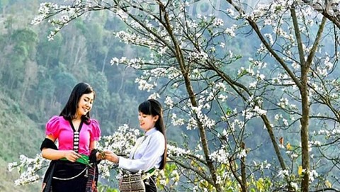 Hoa ban nét đẹp tinh khôi của núi rừng Tây Bắc