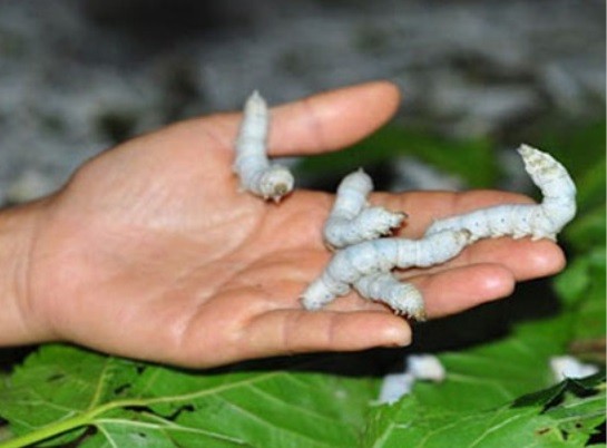 Nuôi tằm ở quê.  Nuôi tằm ở quê.