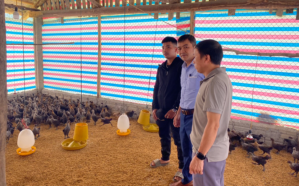 Lãnh đạo Trung tâm Dịch vụ, Hỗ trợ phát triển nông nghiệp huyện Văn Yên kiểm tra mô hình nuôi gà thương phẩm tại xã Ngòi A.