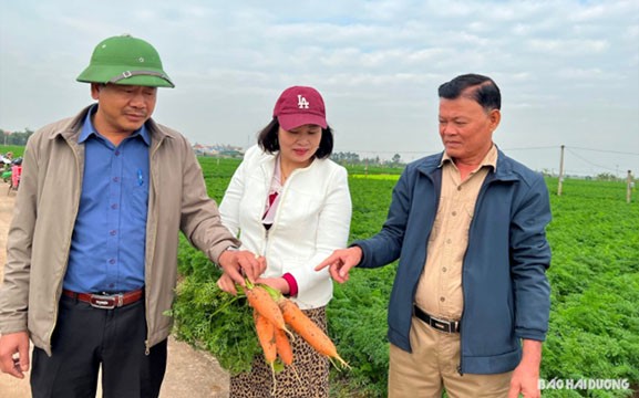 Huyện Cẩm Giàng đã đạt tiêu chí về kinh tế khi có nhiều mô hình phát triển kinh tế nông nghiệp trong xây dựng huyện nông thôn mới nâng cao Huyện Cẩm Giàng đã đạt tiêu chí về kinh tế khi có nhiều mô hình phát triển kinh tế nông nghiệp trong xây dựng huyện nông thôn mới nâng cao