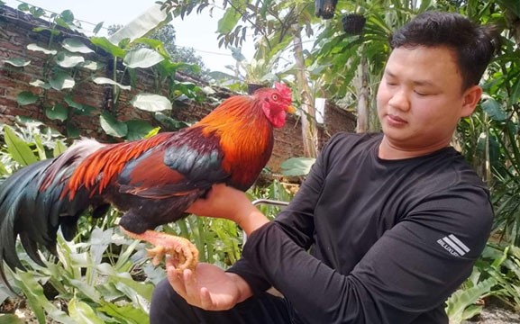 Nguyễn Minh Đức giới thiệu về con gà 9 cựa của gia đình Nguyễn Minh Đức giới thiệu về con gà 9 cựa của gia đình