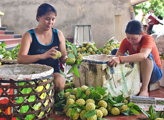 Nhiều hộ nông dân chuyển hướng sang cung cấp các sản phẩm đủ tiêu chuẩn VietGAP để nâng cao chất lượng.