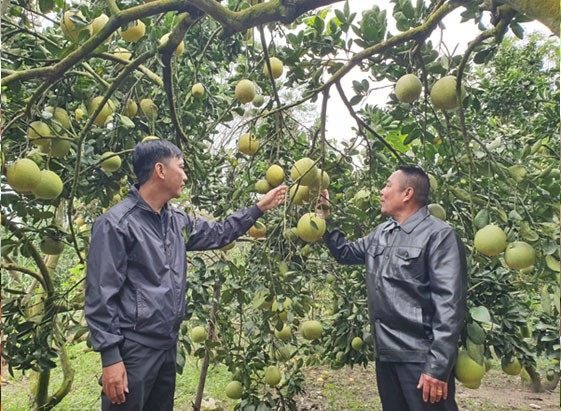 Sau khi đạt OCOP 3 sao, sản phẩm bưởi đường Chiêu Yên có tem, nhãn mác, có thương hiệu nên dễ bán hơn. Sau khi đạt OCOP 3 sao, sản phẩm bưởi đường Chiêu Yên có tem, nhãn mác, có thương hiệu nên dễ bán hơn.