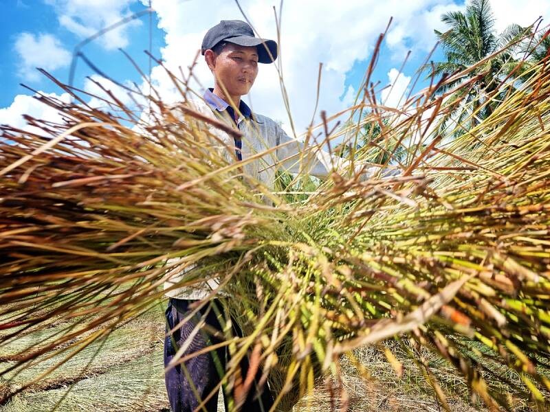 Huyện Càng Long, tỉnh Trà Vinh có hơn 1.700ha trồng cây lá Huyện Càng Long, tỉnh Trà Vinh có hơn 1.700ha trồng cây lá