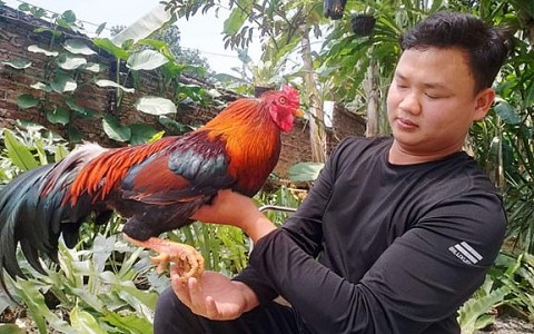 Chàng trai Mường giàu nghị lực vươn lên thoát nghèo