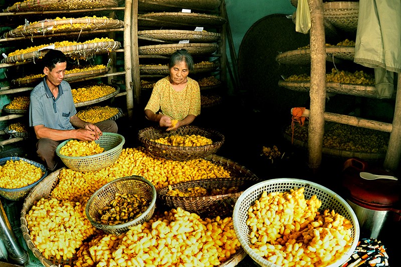 Thanh Hoá: Đau đáu hồi sinh làng nghề nuôi tằm, ươm tơ dệt nhiễu