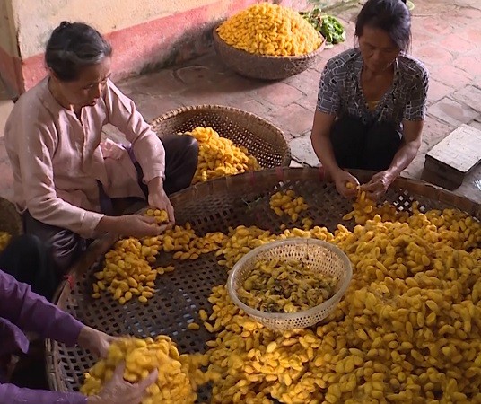 Thanh Hoá: Đau đáu hồi sinh làng nghề nuôi tằm, ươm tơ dệt nhiễu