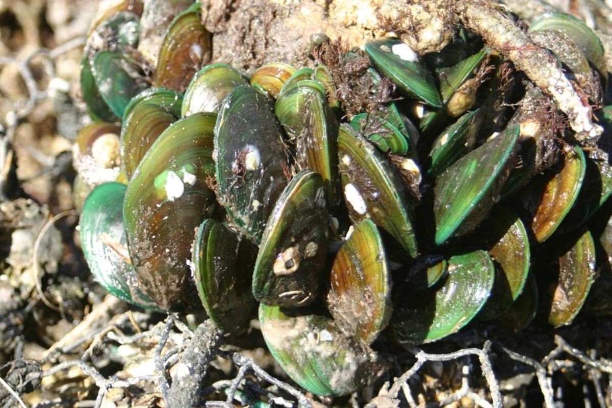 Vẹm xanh, hay còn gọi là vẹm vỏ xanh (green mussels) là loài trai có hai mảnh vỏ.  Vẹm xanh, hay còn gọi là vẹm vỏ xanh (green mussels) là loài trai có hai mảnh vỏ.