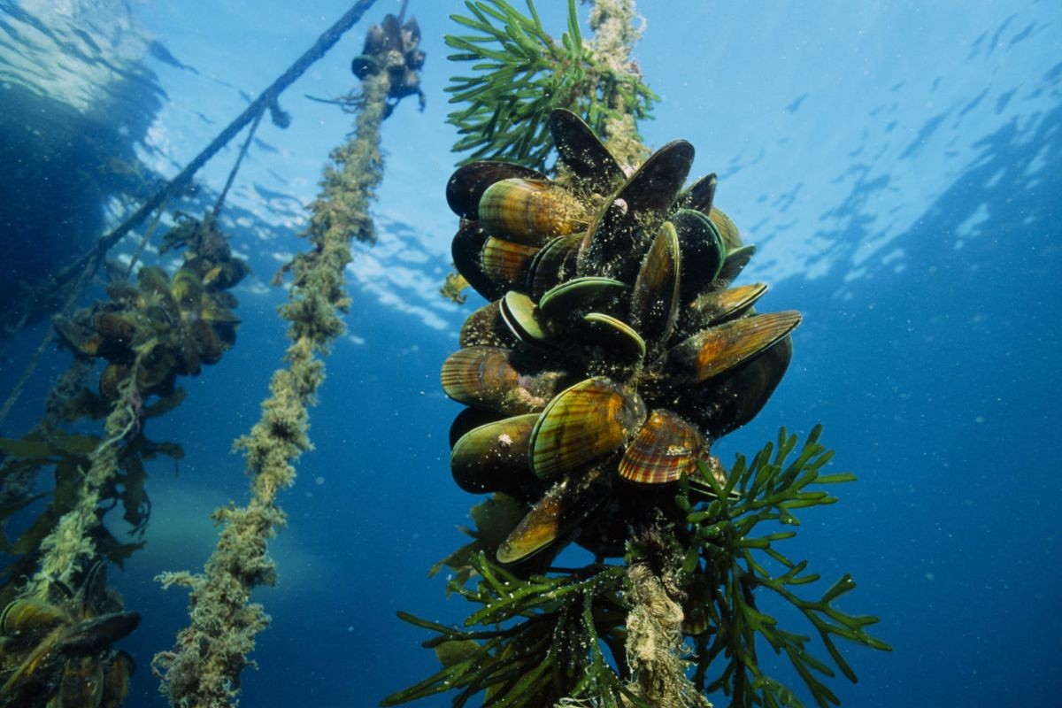 Nghề nuôi vẹm xanh Nghề nuôi vẹm xanh