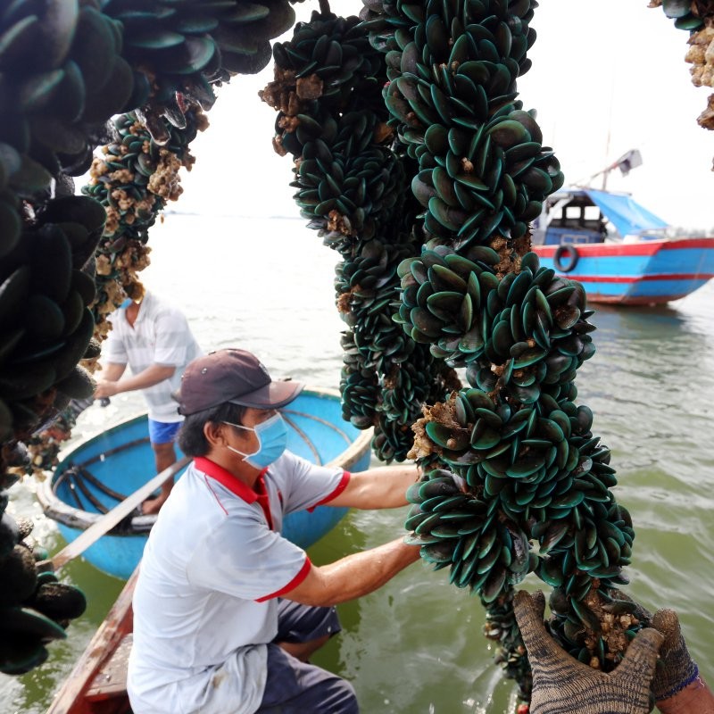 Nghề nuôi vẹm xanh Nghề nuôi vẹm xanh