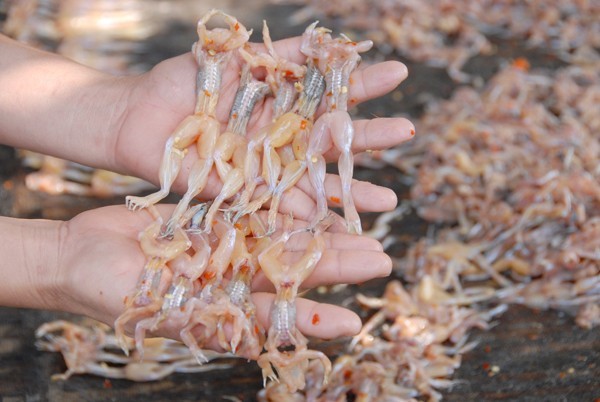 Năm cân nhái tươi được một cân nhái khô Năm cân nhái tươi được một cân nhái khô