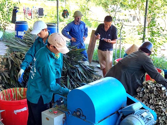 Việc tận dụng nguồn lá dứa không chỉ giúp tạo ra nguyên liệu sản phẩm thời trang xanh mà còn tạo ra lợi nhuận kinh tế, công ăn việc làm cho bà con nông dân. 