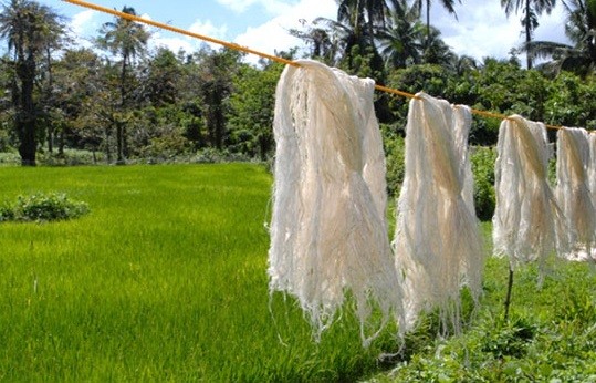 Sợi lá dứa sau khi thành phẩm được đem phơi khô chuẩn bị công đoạn may dệt. 