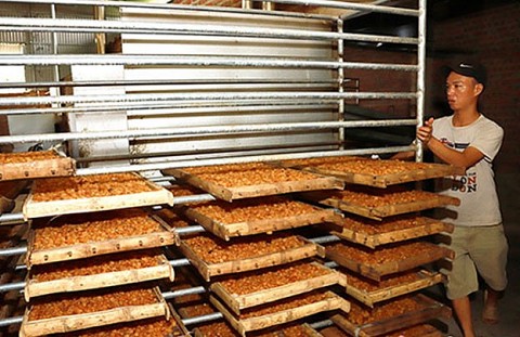 Sơn La: Làng nghề chế biến long nhãn từng bước khẳng định thương hiệu