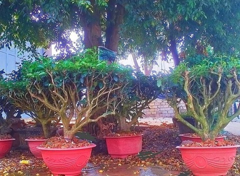 xa yen bai ha noi lang nghe phu yen no luc vuot kho