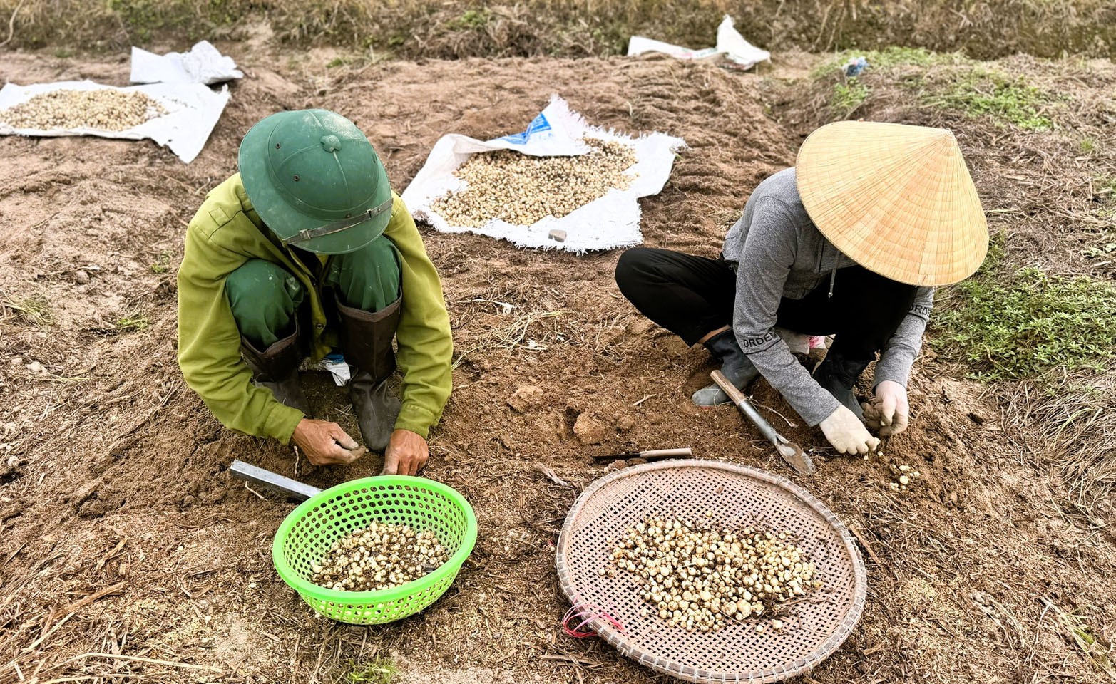 Nông dân đang thu hoạch hành tăm trên cánh đồng Nông dân đang thu hoạch hành tăm trên cánh đồng