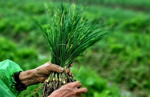 Hành tăm ở vùng đất cát pha bạc màu