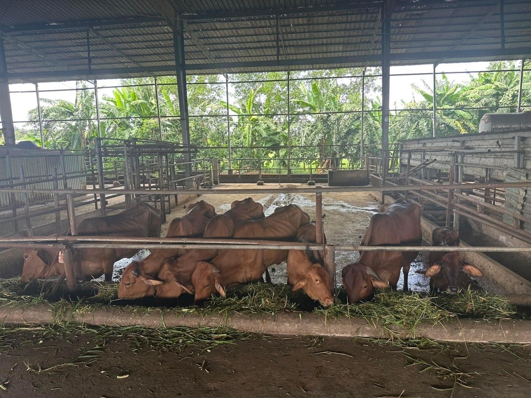 Trồng ngô sinh khối kết hợp chăn nuôi bò thịt