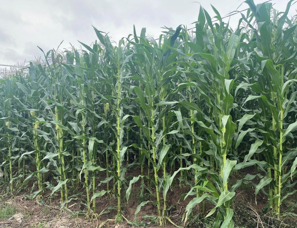 Trồng ngô sinh khối kết hợp chăn nuôi bò thịt