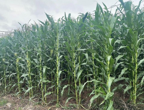 trong ngo sinh khoi ket hop chan nuoi bo thit