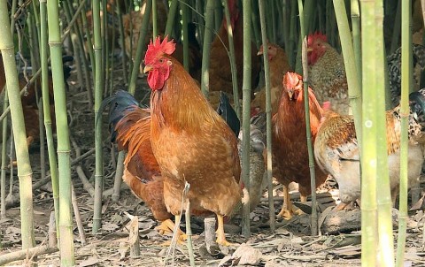 quang ninh hoi nong dan cac cap dong hanh cung nong dan phat trien san pham ocop