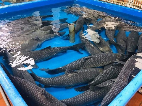 Cá sạch sông Đà - Sản vật quý ở Đà Bắc