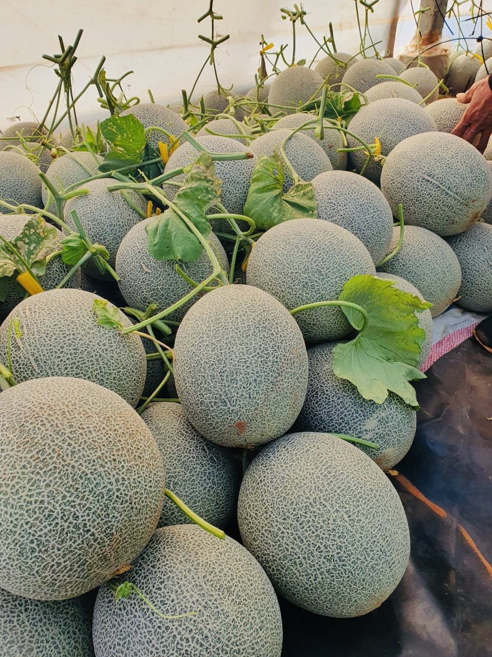 Dưa lưới Thắng Tân: Nói không với thực phẩm bẩn, không rõ nguồn gốc Dưa lưới Thắng Tân: Nói không với thực phẩm bẩn, không rõ nguồn gốc