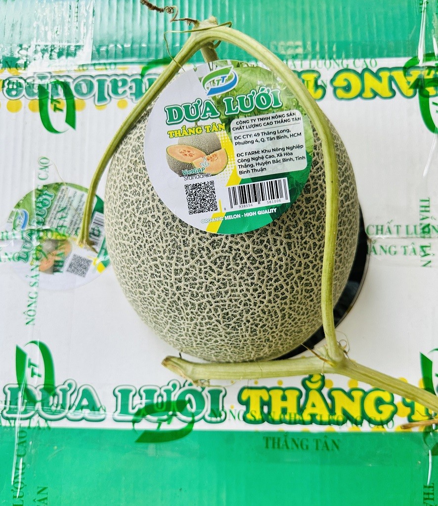 Dưa lưới Thắng Tân: Nói không với thực phẩm bẩn, không rõ nguồn gốc Dưa lưới Thắng Tân: Nói không với thực phẩm bẩn, không rõ nguồn gốc