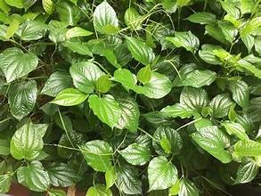 11 công dụng tuyệt vời của lá lốt đối với sức khoẻ