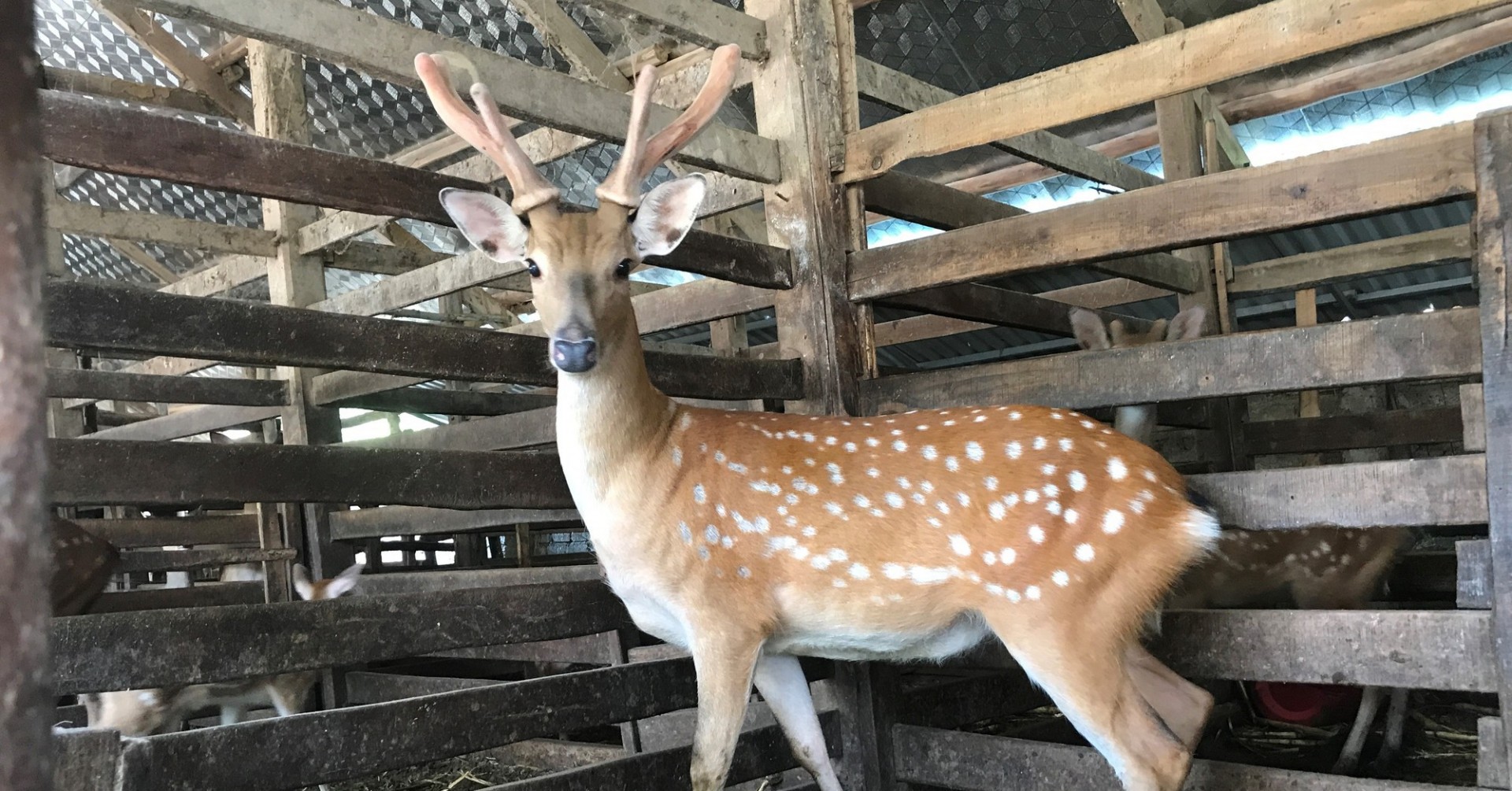 Hà Giang: Làm giàu từ mô hình nuôi hươu lấy nhung Hà Giang: Làm giàu từ mô hình nuôi hươu lấy nhung