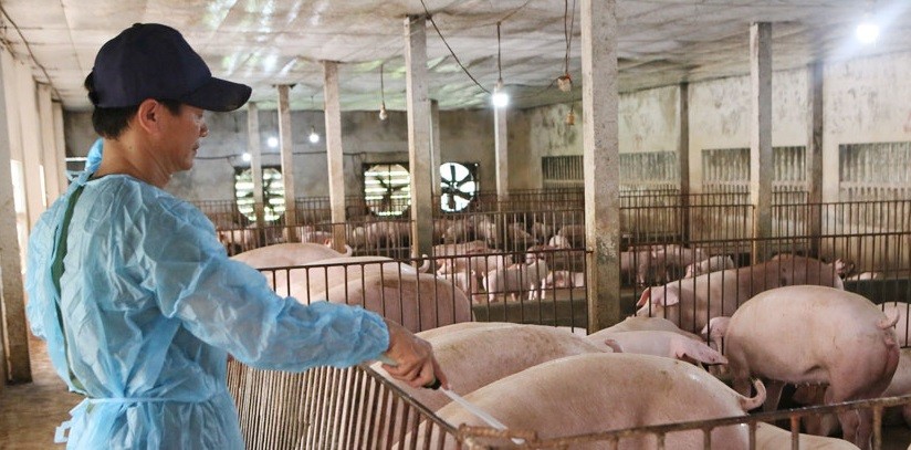 Trang trại chăn nuôi lợn hữu cơ của anh Nguyễn Văn Thục, xã Trực Thái (Trực Ninh).