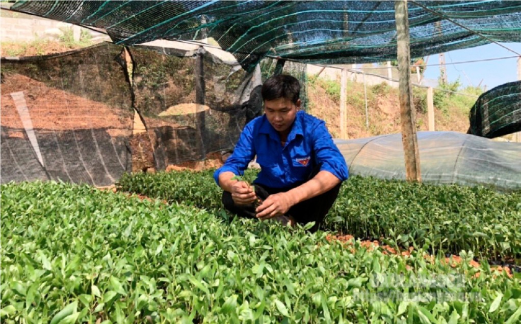 Đoàn viên thanh niên xã Hồ Sơn, huyện Hữu Lũng phát triển mô hình ươm giống cây lâm nghiệp Đoàn viên thanh niên xã Hồ Sơn, huyện Hữu Lũng phát triển mô hình ươm giống cây lâm nghiệp