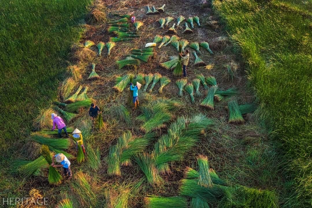 Bình Định: Bảo tồn và phát triển làng nghề chiếu cói Hoài Nhơn