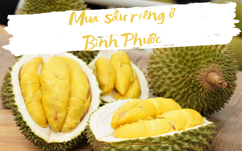 Để cây sầu riêng Bình Phước phát triển bền vững Để cây sầu riêng Bình Phước phát triển bền vững