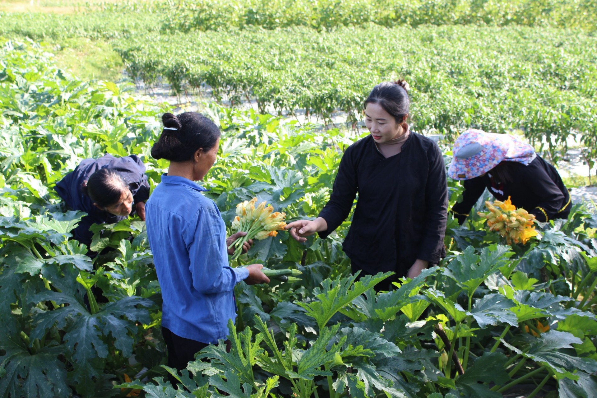 Bắc Giang: Phụ nữ tổ hợp tác Tràng Bắn cùng nhau làm kinh tế giỏi