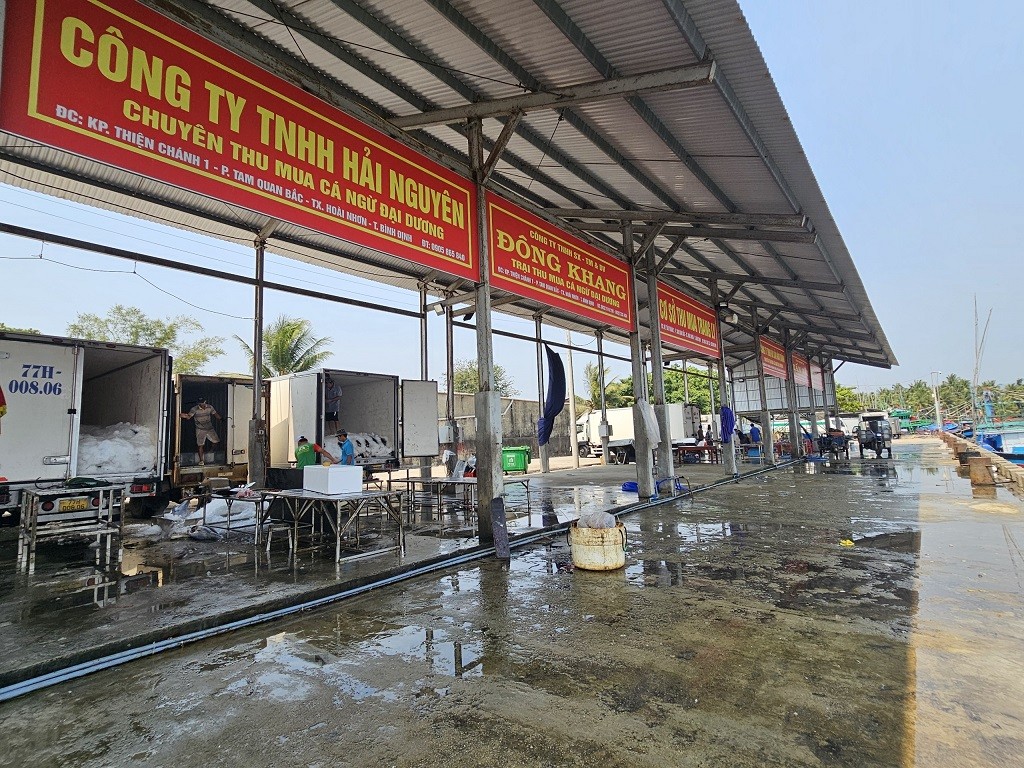 Bình Định: Xây dựng khu neo đậu tránh trú bão Tam Quan là cần thiết Bình Định: Xây dựng khu neo đậu tránh trú bão Tam Quan là cần thiết