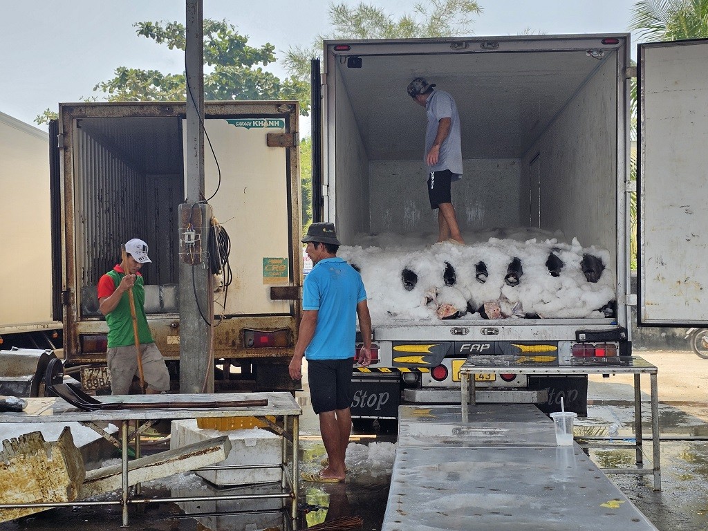 Bình Định: Xây dựng khu neo đậu tránh trú bão Tam Quan là cần thiết Bình Định: Xây dựng khu neo đậu tránh trú bão Tam Quan là cần thiết