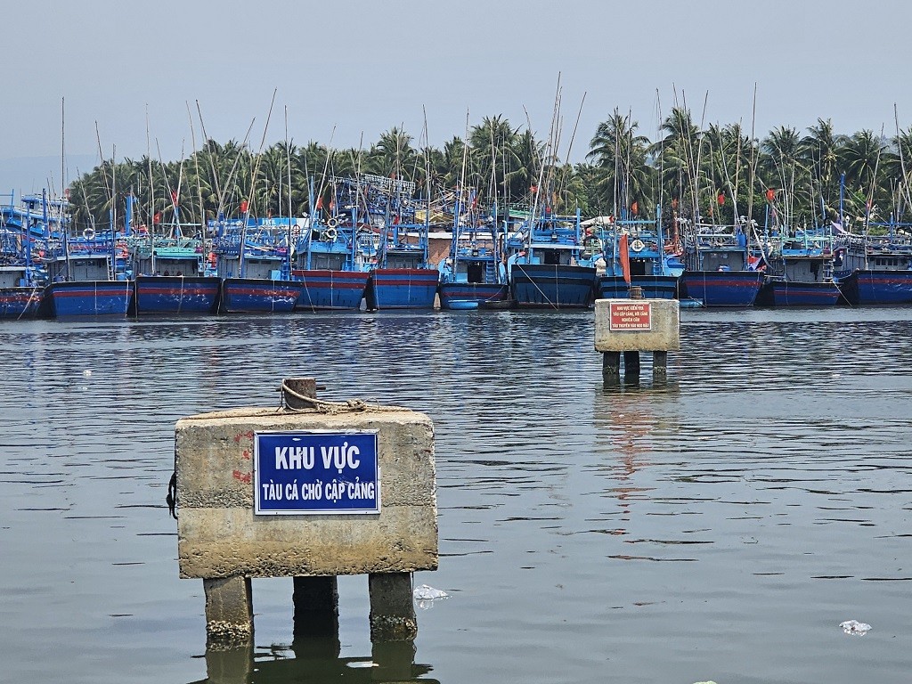 Bình Định: Xây dựng khu neo đậu tránh trú bão Tam Quan là cần thiết Bình Định: Xây dựng khu neo đậu tránh trú bão Tam Quan là cần thiết