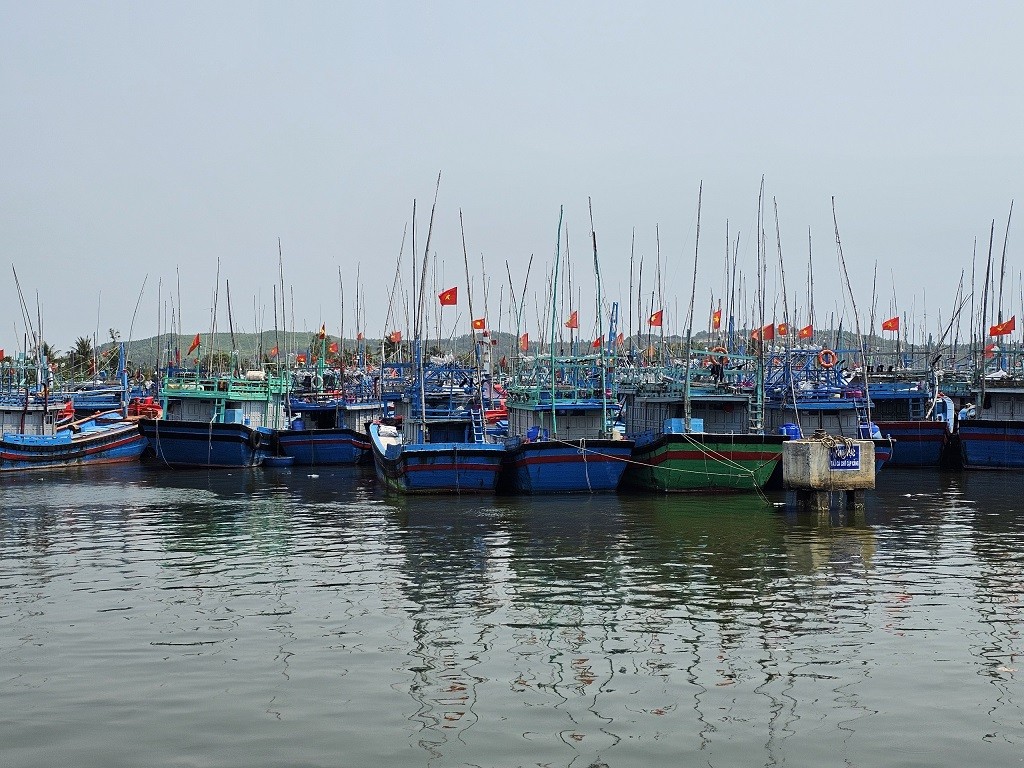 Bình Định: Xây dựng khu neo đậu tránh trú bão Tam Quan là cần thiết Bình Định: Xây dựng khu neo đậu tránh trú bão Tam Quan là cần thiết