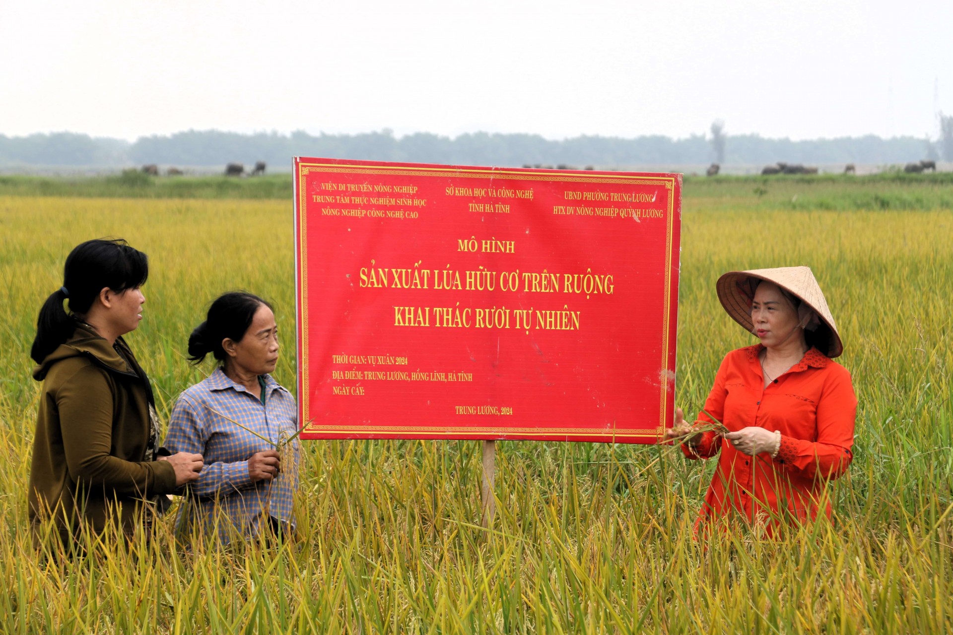 Bảo vệ sinh thái với mô hình sản xuất lúa hữu cơ trên ruộng rươi