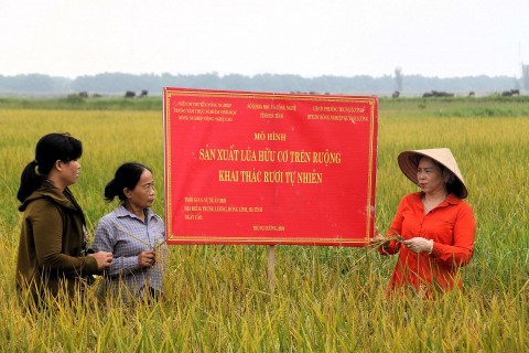 Bảo vệ sinh thái với mô hình sản xuất lúa hữu cơ trên ruộng rươi
