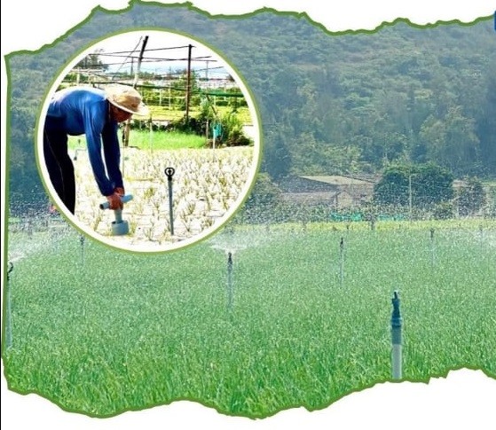 Đảo xanh giữa nắng hạ